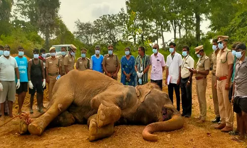 Tamil Nadu: त्रिची में 60 वर्षीय मादा हाथी की मौत