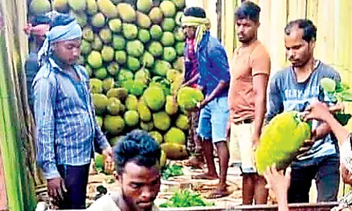 Odisha: कटहल की फसल भले ही बड़े पैमाने पर उगाई, लेकिन लाभकारी मूल्य नहीं मिलने से किसान परेशान