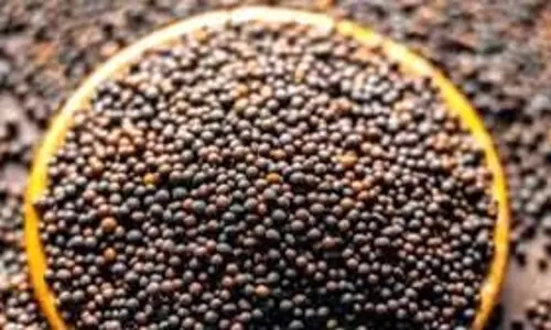 UP News: छापेमारी के दौरान  नकली बीज बनाने वाली फैक्ट्री पकड़ी गई