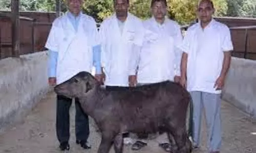 एनडीआरआई किसानों को क्लोन पशु वीर्य उपलब्ध कराने के लिए तैयार एनडीआरआई किसानों को क्लोन पशु वीर्य उपलब्ध कराने के लिए तैयार