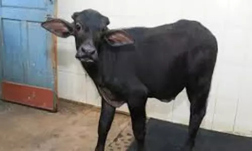 NDRI किसानों को क्लोन पशु वीर्य उपलब्ध कराने के लिए तैयार NDRI किसानों को क्लोन पशु वीर्य उपलब्ध कराने के लिए तैयार