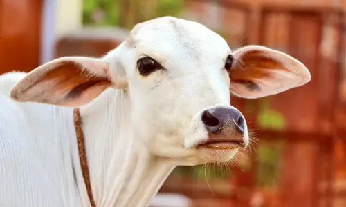 Haryana : गौरक्षकों ने दो लोगों को पीटा, नहर में फेंका, एक की मौत