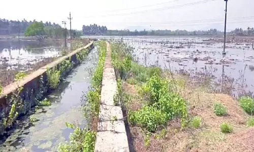 Karnataka: काली नदी का खारा पानी कारवार के खेतों में भर गया Karnataka: काली नदी का खारा पानी कारवार के खेतों में भर गया