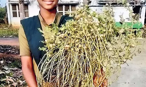 Andhra: पानी की आपूर्ति न होने वाले क्षेत्रों में भी देशी मूंगफली अच्छी पैदावार दे रही Andhra: पानी की आपूर्ति न होने वाले क्षेत्रों में भी देशी मूंगफली अच्छी पैदावार दे रही