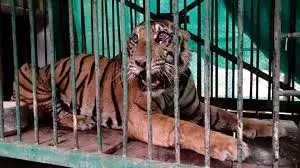 Lucknow : तीन महीने बाद पकड़ा गया आदमखोर बाघ Lucknow : तीन महीने बाद पकड़ा गया आदमखोर बाघ