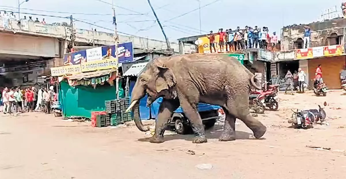 Odisha: जाजपुर में हाथी का उत्पात, एनएच-16 पर यातायात बाधित Odisha: जाजपुर में हाथी का उत्पात, एनएच-16 पर यातायात बाधित