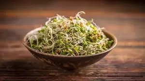 Sprouts: नाश्ते से पहले रोज खाएं स्प्राउट्स, जानें ये कमाल के फायदे Sprouts: नाश्ते से पहले रोज खाएं स्प्राउट्स, जानें ये कमाल के फायदे