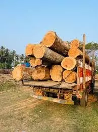 Chhatarpur News: सागौन सहित चार ट्रॉली अवैध लकड़ी जब्त Chhatarpur News: सागौन सहित चार ट्रॉली अवैध लकड़ी जब्त