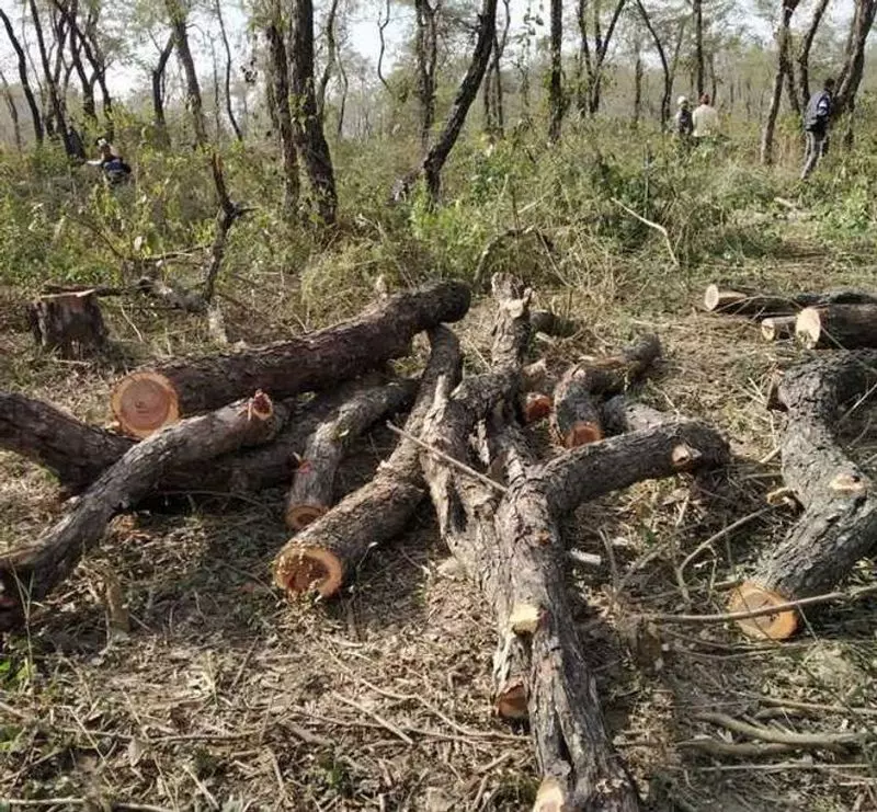 Haryana : नूंह में 37 पेड़ काटे गए, मामला दर्ज Haryana : नूंह में 37 पेड़ काटे गए, मामला दर्ज