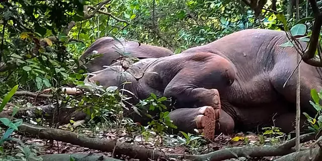 Jharkhand: घायल हाथी की इलाज के बाद मौत Jharkhand: घायल हाथी की इलाज के बाद मौत