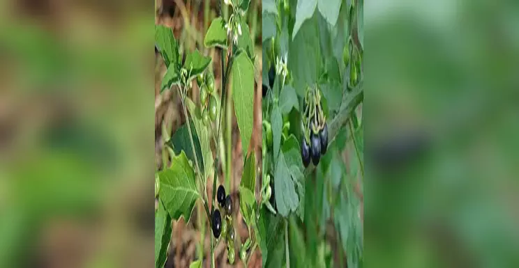मकोई नाम तो सुना होगा! दिखने में छोटा सा फल है बड़ा ताकतवर मकोई नाम तो सुना होगा! दिखने में छोटा सा फल है बड़ा ताकतवर