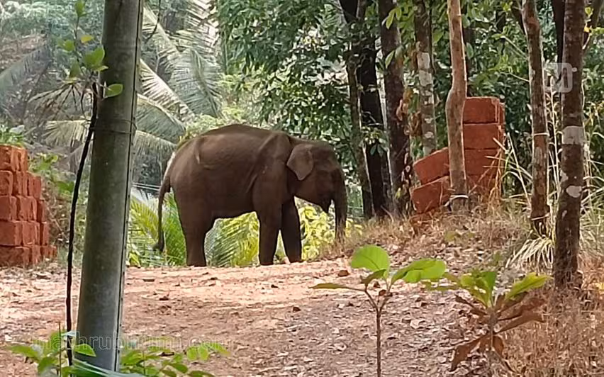 Kerala : कन्नूर में आवासीय क्षेत्र में भटककर आए घायल जंगली जानवर की बेहोशी दूर करने के बाद मौत Kerala : कन्नूर में आवासीय क्षेत्र में भटककर आए घायल जंगली जानवर की बेहोशी दूर करने के बाद मौत