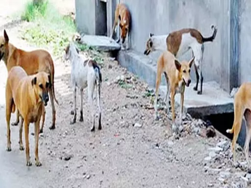 वायरस की चपेट में कई कुत्ते, वेटनरी अस्पताल में भारी अव्यवस्थाता वायरस की चपेट में कई कुत्ते, वेटनरी अस्पताल में भारी अव्यवस्थाता