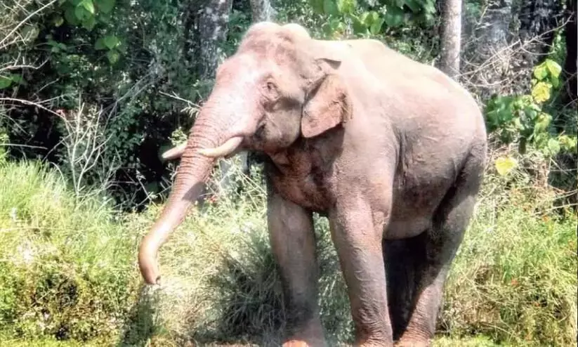 नेल्लियामपथी में जंगली हाथी का हमला; बागान मजदूर घायल नेल्लियामपथी में जंगली हाथी का हमला; बागान मजदूर घायल
