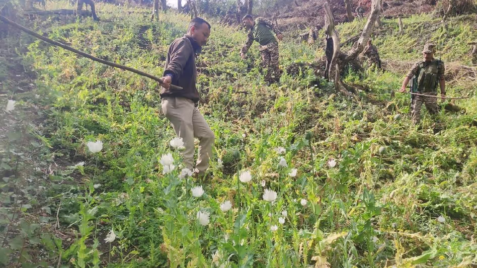 Manipur सुरक्षा बलों ने 50 एकड़ अवैध अफीम की खेती नष्ट की Manipur सुरक्षा बलों ने 50 एकड़ अवैध अफीम की खेती नष्ट की