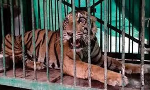 Lucknow : तीन महीने बाद पकड़ा गया आदमखोर बाघ