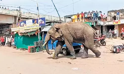 Odisha: जाजपुर में हाथी का उत्पात, एनएच-16 पर यातायात बाधित