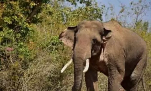 Odisha जंगल में मादा हाथी का इलाज कर रहे पशु चिकित्सक पर जंगली हाथियों ने हमला कर दिया