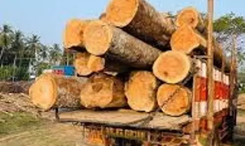 Chhatarpur News: सागौन सहित चार ट्रॉली अवैध लकड़ी जब्त Chhatarpur News: सागौन सहित चार ट्रॉली अवैध लकड़ी जब्त