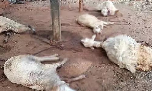 Chanarpatti: रहस्यमय जानवर के काटने से 5 बकरियों की मौत