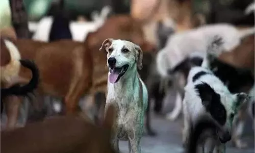 Himachal Pradesh:  आवारा कुत्तों का आतंक, 10 लोगों को काटा