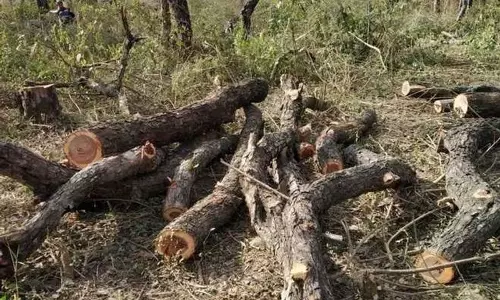 Haryana : नूंह में 37 पेड़ काटे गए, मामला दर्ज