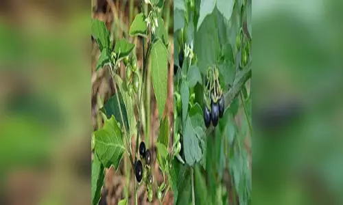 मकोई नाम तो सुना होगा! दिखने में छोटा सा फल है बड़ा ताकतवर