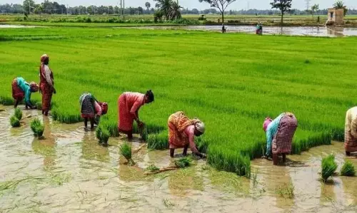 Telangana: पानी की कमी के कारण 8 लाख एकड़ में धान की फसल खतरे में Telangana: पानी की कमी के कारण 8 लाख एकड़ में धान की फसल खतरे में