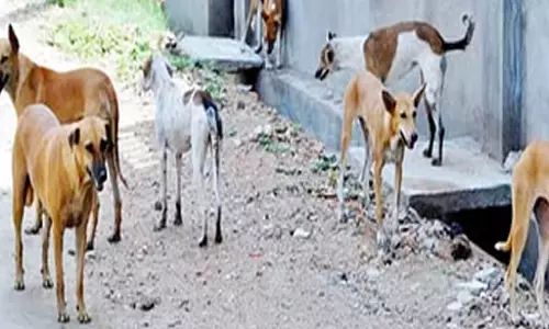 वायरस की चपेट में कई कुत्ते, वेटनरी अस्पताल में भारी अव्यवस्थाता