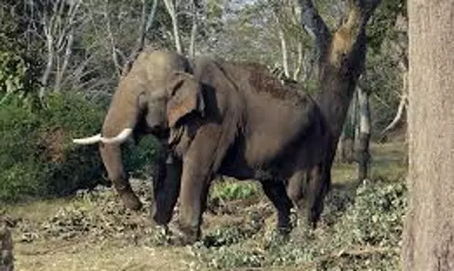 Kannur में आवासीय क्षेत्र में भटककर आए गंभीर रूप से घायल हाथी को बेहोश कर दिया गया