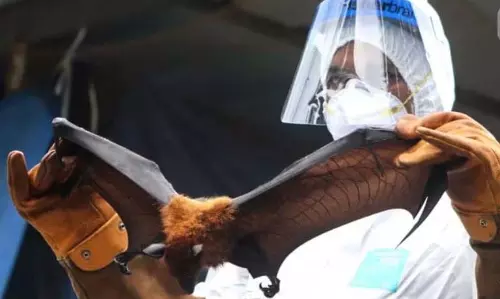 Kerala ने फल चमगादड़ों के प्रजनन के मौसम के दौरान पांच जिलों को निपाह अलर्ट पर रखा