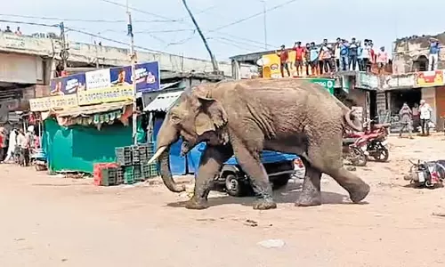 जाजपुर में हाथी का उत्पात, NH-16 पर यातायात बाधित जाजपुर में हाथी का उत्पात, NH-16 पर यातायात बाधित