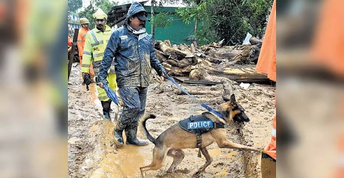 Kerala: केरल पुलिस के शव-संग्रहकर्ता कुत्ते तेलंगाना में बचाव अभियान में शामिल हुए Kerala: केरल पुलिस के शव-संग्रहकर्ता कुत्ते तेलंगाना में बचाव अभियान में शामिल हुए