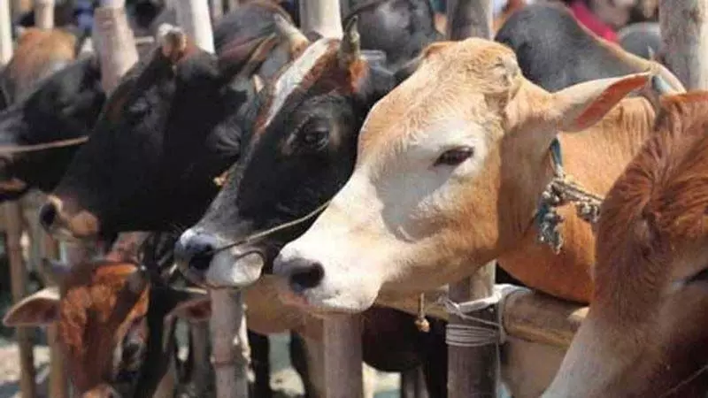 गौ संरक्षण अधिनियम के तहत मामलों की त्वरित सुनवाई की जाएगी गौ संरक्षण अधिनियम के तहत मामलों की त्वरित सुनवाई की जाएगी