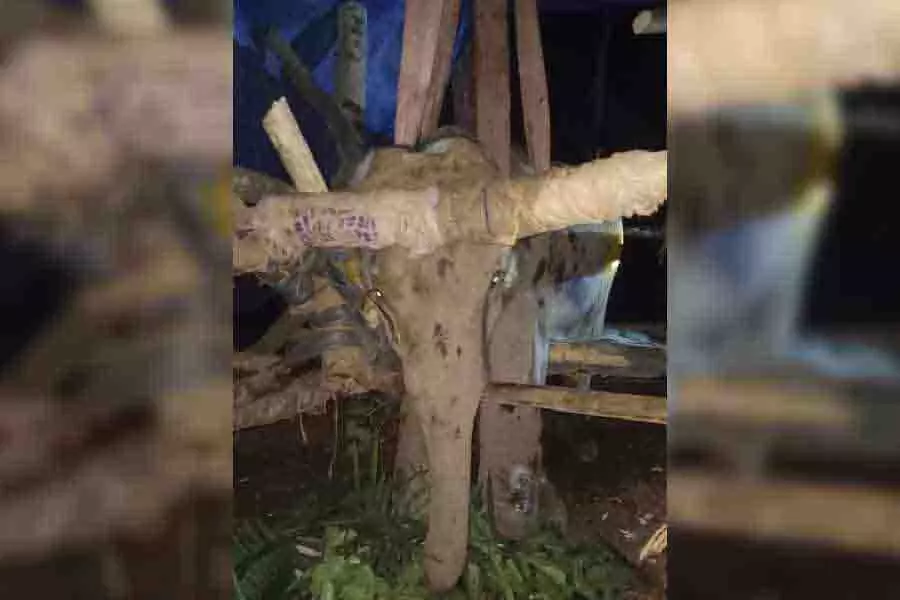 Bengal: थाई पशु चिकित्सा विशेषज्ञों की चार सदस्यीय टीम ने हाथी के संक्रमण का उपचार शुरू Bengal: थाई पशु चिकित्सा विशेषज्ञों की चार सदस्यीय टीम ने हाथी के संक्रमण का उपचार शुरू