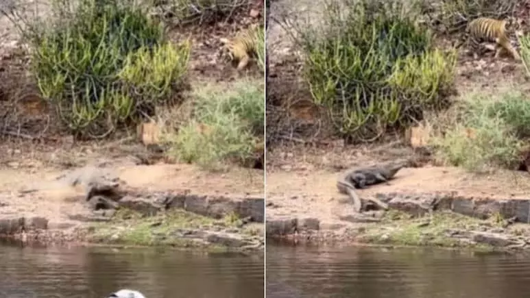 VIDEO: मगरमच्छ पानी से बाहर आकर कर रहा था आराम, तभी जो हुआ... VIDEO: मगरमच्छ पानी से बाहर आकर कर रहा था आराम, तभी जो हुआ...