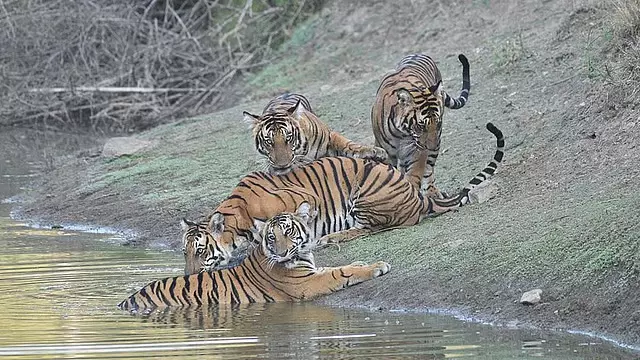 Karnataka: वन अधिकारियों ने नागरहोल में सूखे तालाबों और झीलों को भरने के लिए टैंकरों का सहारा लिया Karnataka: वन अधिकारियों ने नागरहोल में सूखे तालाबों और झीलों को भरने के लिए टैंकरों का सहारा लिया