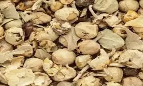 Health: मधुमेह के लिए रामबाण हैं पनीर के फूल, जानिए और किन बीमारियों के लिए है फायदेमंद