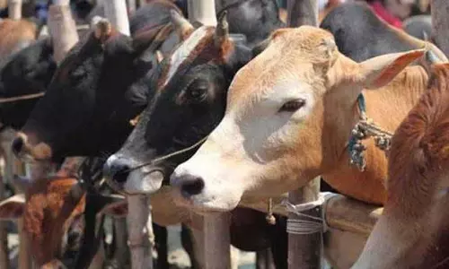 गौ संरक्षण अधिनियम के तहत मामलों की त्वरित सुनवाई की जाएगी