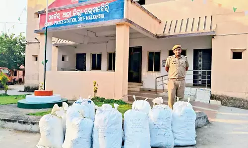 Odisha: 230 किलोग्राम मारिजुआना जब्त