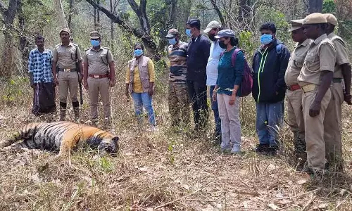 Mudumalai टाइगर रिजर्व वन में नर बाघ का शव बरामद Mudumalai टाइगर रिजर्व वन में नर बाघ का शव बरामद