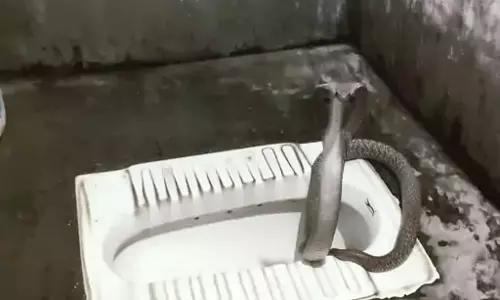 बाथरूम से आ रही थी फुंफूनाने की आवाज, बैठा मिला कोबरा सांप