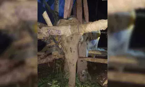 Bengal: थाई पशु चिकित्सा विशेषज्ञों की चार सदस्यीय टीम ने हाथी के संक्रमण का उपचार शुरू Bengal: थाई पशु चिकित्सा विशेषज्ञों की चार सदस्यीय टीम ने हाथी के संक्रमण का उपचार शुरू