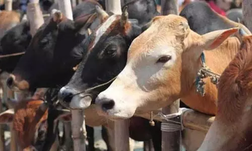 Haryana :  गौ संरक्षण अधिनियम के तहत मामलों की त्वरित सुनवाई की जाएगी