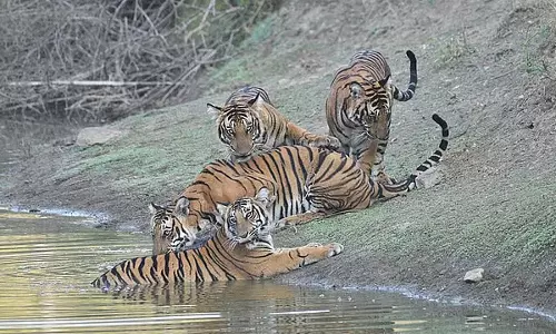 Karnataka: वन अधिकारियों ने नागरहोल में सूखे तालाबों और झीलों को भरने के लिए टैंकरों का सहारा लिया