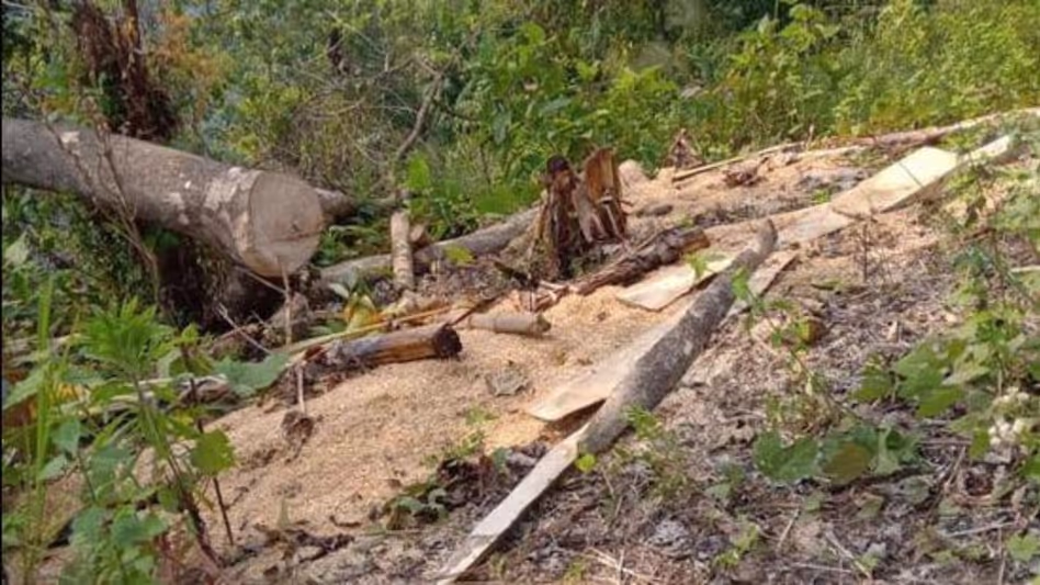 Assam में 3.35 लाख हेक्टेयर से अधिक वन भूमि पर अतिक्रमण