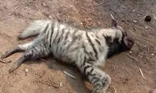 Latehar: सड़क किनारे मिला लकड़बग्घा का शव, दुर्घटना की आशंका Latehar: सड़क किनारे मिला लकड़बग्घा का शव, दुर्घटना की आशंका
