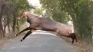 Saharanpur: नीलगाय की टक्कर से स्कूटी सवार किसान की मौत हुई Saharanpur: नीलगाय की टक्कर से स्कूटी सवार किसान की मौत हुई