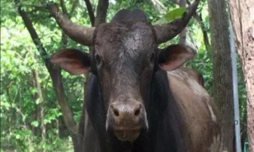 सांड ने ली बुजुर्ग की जान, एक घायल भी, अचानक से मच गई अफरातफरी सांड ने ली बुजुर्ग की जान, एक घायल भी, अचानक से मच गई अफरातफरी