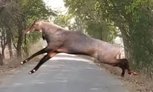 Saharanpur: नीलगाय की टक्कर से स्कूटी सवार किसान की मौत हुई Saharanpur: नीलगाय की टक्कर से स्कूटी सवार किसान की मौत हुई